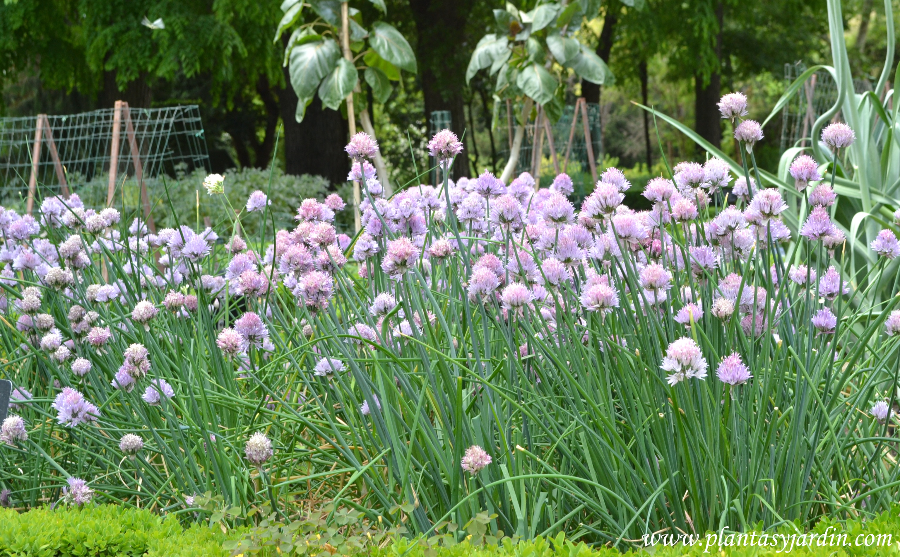 پیازچه برگی